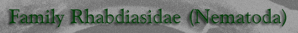 Family Rhabdiasidae (Nematoda)
