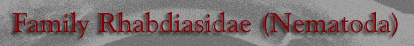 Family Rhabdiasidae (Nematoda)