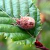 Клоп ягідний (Dolycoris baccarum)