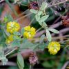 Конюшина золотиста.  Клевер золотистый или шуршащий. Trifolium aureum