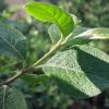 Верба (Salix sp.)
