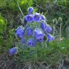 Дзвоники альпійські. Колокольчик альпийский  (Campanula alpina)